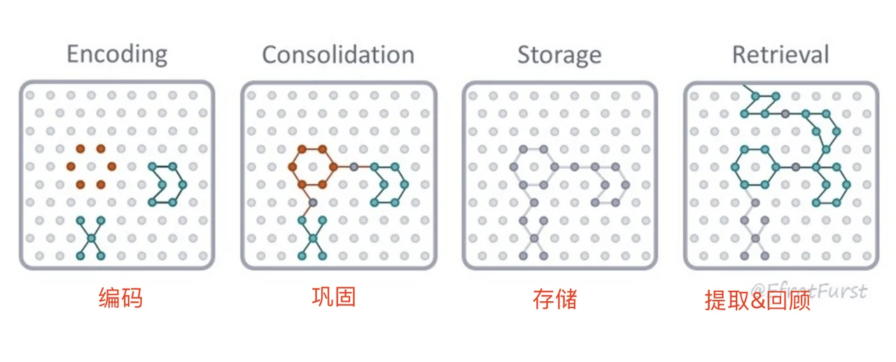 （图片来自于 EfratFurst）