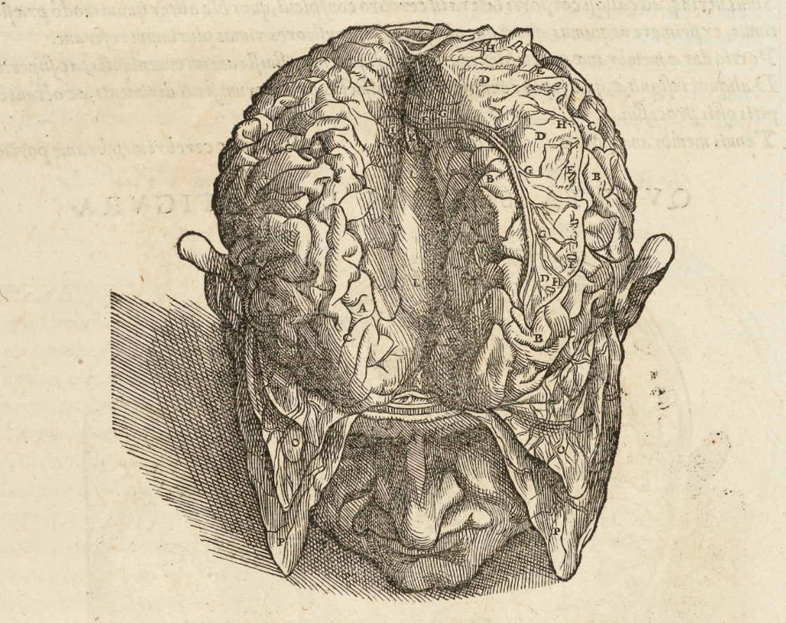 插图来自 1543 年的书 《On the Structure of the Human Body》