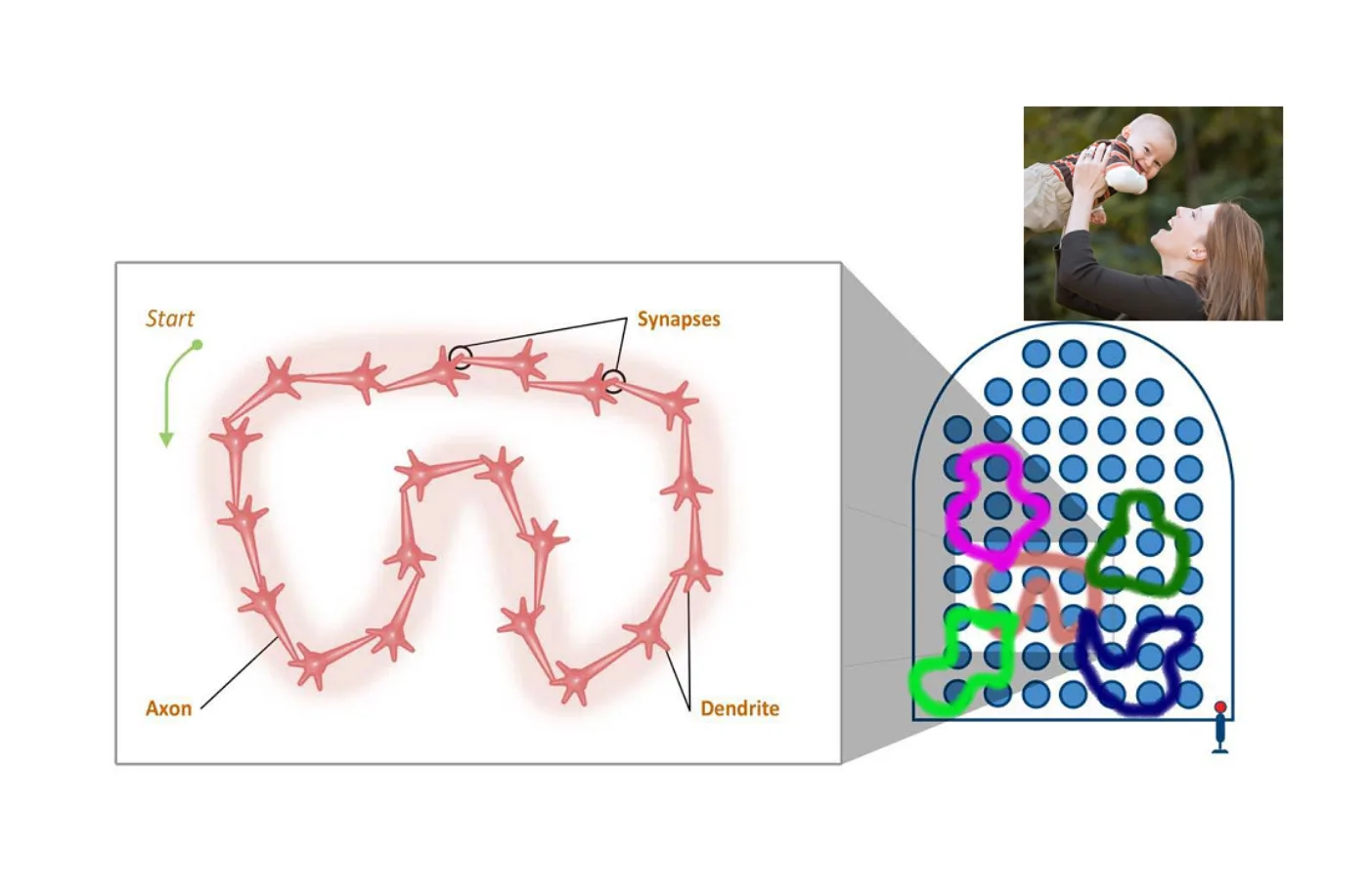 Synapses = 神经元突触 \
